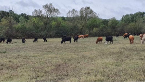 SOS: Семейство животновъди изгуби в пожар всичките си бременни крави - Снимка 5