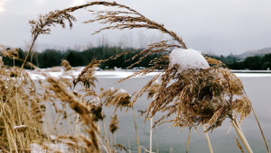 По-добри времена за зимните зърнени култури в ЕС