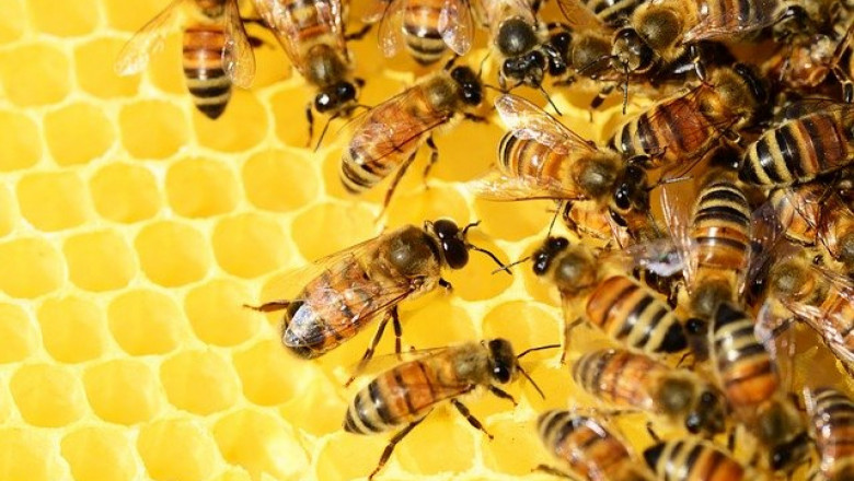 Учени създадоха световна карта на пчелната популация
