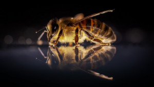 Колко загубиха пчеларите в кризата?