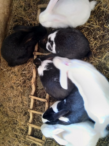 Продавам холандски зайци готови за заплождане и готови мъжки - Снимка 1