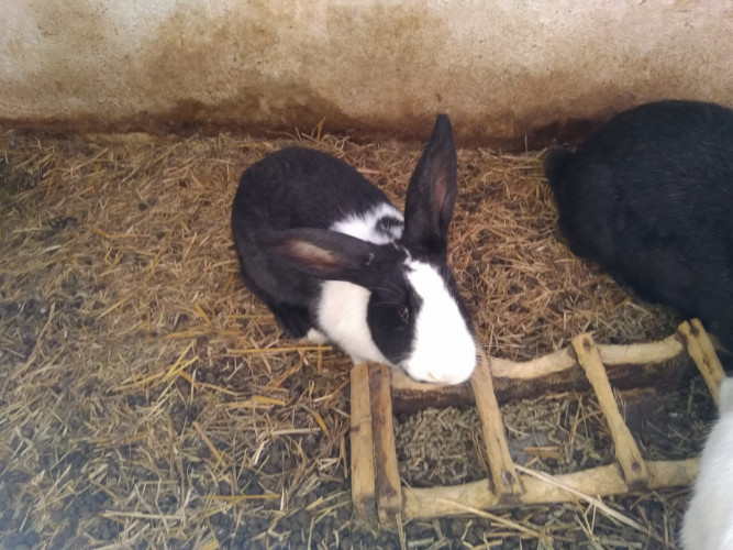 Продавам холандски зайци готови за заплождане и готови мъжки - Снимка 2