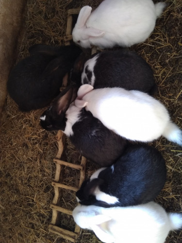 Продавам холандски зайци готови за заплождане и готови мъжки - Снимка 3