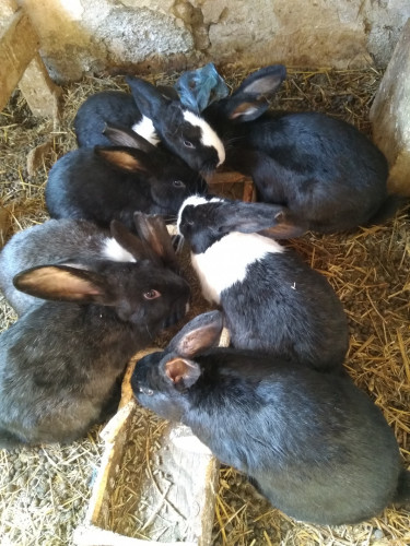 Продавам холандски зайци готови за заплождане и готови мъжки - Снимка 4