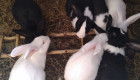 Продавам холандски зайци готови за заплождане и готови мъжки - Снимка 5