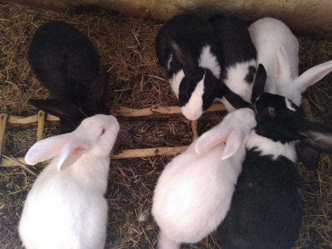 Продавам холандски зайци готови за заплождане и готови мъжки - Снимка 5