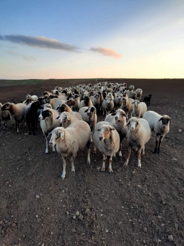 Продавам овце за дамазлък - Снимка 1