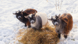 Научете тънкостите при развъждане на местни породи овце, кози и шилета