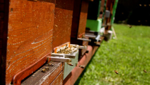 Субсидии за опрашване - безкрайният мираж за пчеларите