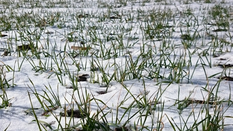 Падналият сняг е благодат за пшеницата в Добруджа