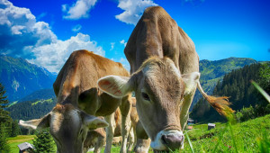 Обвързана подкрепа 2020: Ето колко ще получат кравите под селекция и биволите