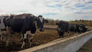 Позиция: Млечното говедовъдство е в колапс