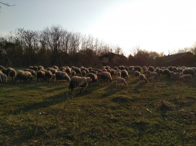 Млади овце - Снимка 1