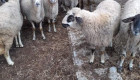 Овце за продан - Снимка 1