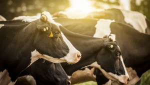 Проучване: За 10% ръст на млечните стада трябва 25% увеличение на субсидиите