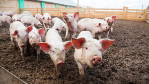 Свиневъдство 2020: Прасетата още са „в калта“