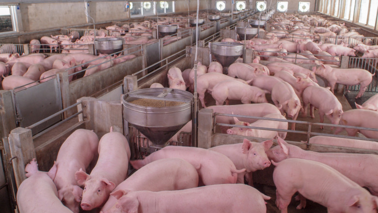 Свиневъдство 2020: Прасетата още са „в калта“
