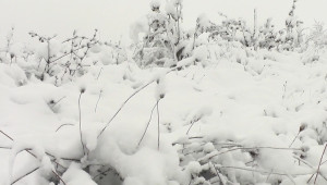 Стопани от Северозападна България: Този сняг е истинска небесна благословия