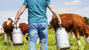 Вижте ставката по обвързано подпомагане за млечните крави за 2020 г.