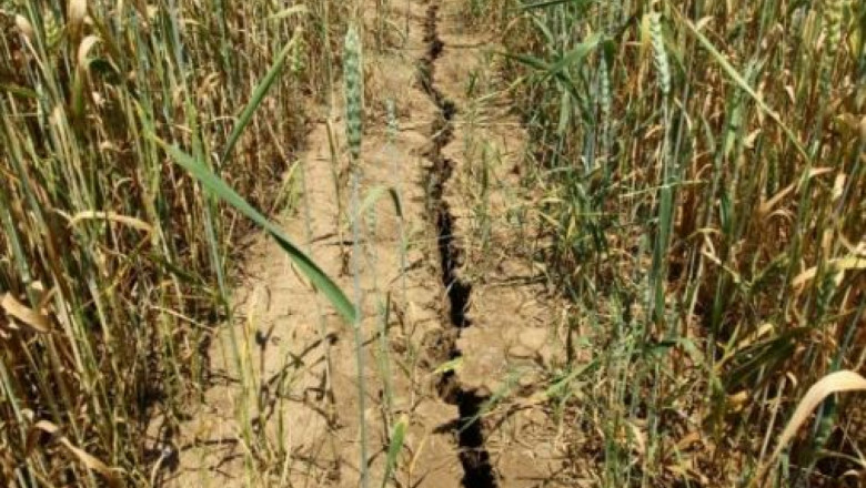 Зърнопроизводители: 2 лв. не стигат за покриване на загубите от сушата