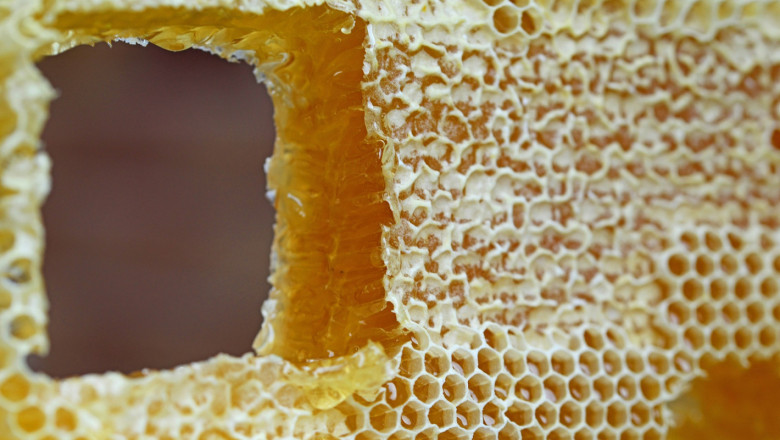 Готвят се нови правила за пчелините в горски територии