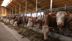 Плащат субсидиите за месодайни и млечни крави
