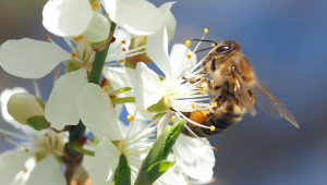 Колко е важно хигиенното поведение при медоносната пчела?