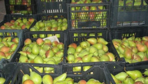 Плодовете преди година: Ръст на круши и кайсии