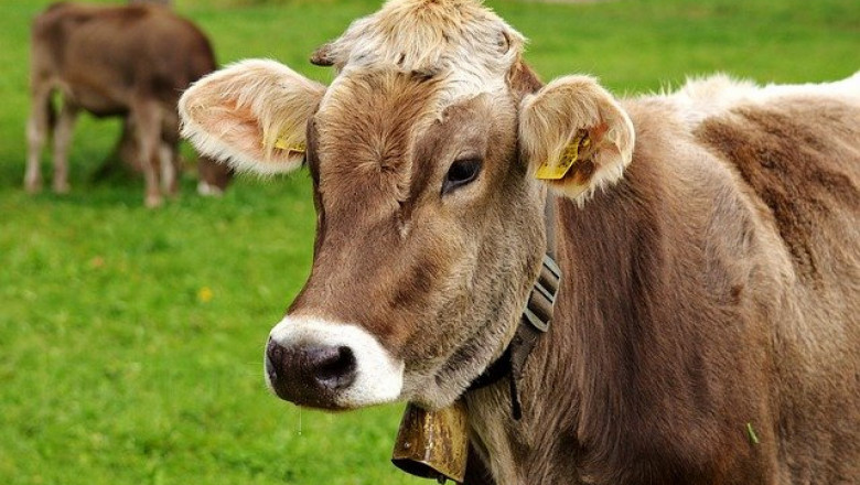 ДФЗ преведе над 41,5 млн. лева  на говедовъдите за Кампания 2020