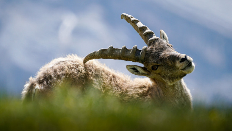 Тече разследване по случая с избитите бремени диви кози в НП “Пирин“