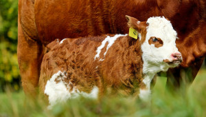 Промени в обвързаната подкрепа за месодайни говеда – какво ново - Agri.bg