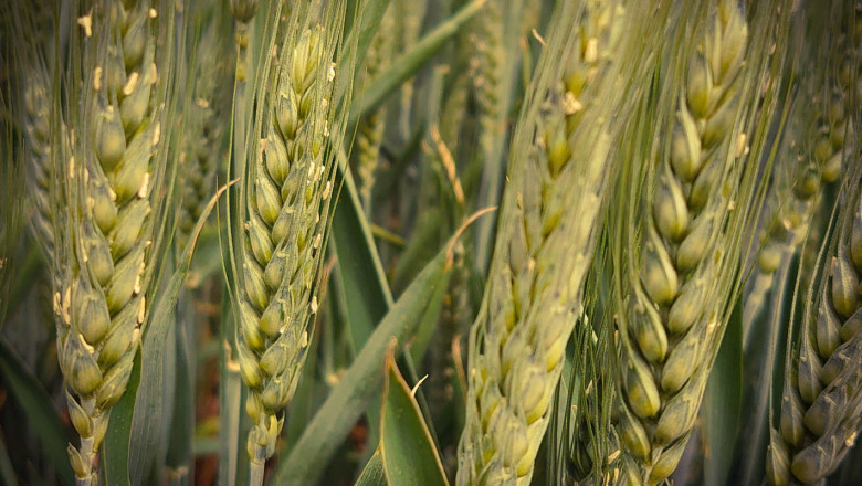 2020 г. в зърнопроизводството: Белязана от суша и срив в добивите