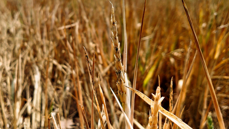 2020 г. в зърнопроизводството: Белязана от суша и срив в добивите
