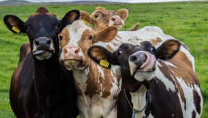 Обвързана подкрепа за млечни крави, овце и кози – как ще се плаща в ОСП след 2022?
