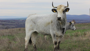 Как оцелява месодайното говедовъдство в пандемия и суша