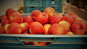 Живка Гроздева: Хладилните камери са пълни с ябълки и круши