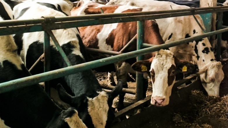 Отрицателната тенденция продължава – ликвидират се стада с млечни крави