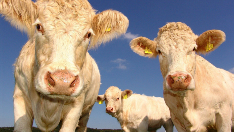 Проект помага на месодайното животновъдство у нас да достигне световно ниво