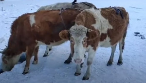 В най-студеното село в света сложиха сутиени на кравите
