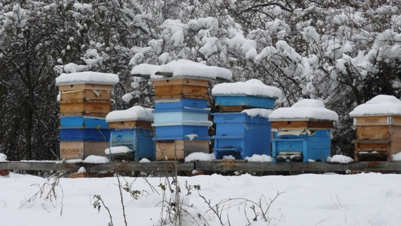 Грижи за пчелните семейства през месец януари