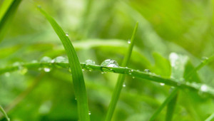 Годината започва с важни за посевите валежи - Agri.bg