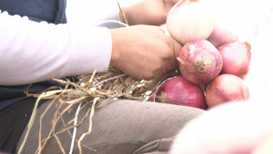 Картофи, лук и чесън: ДФЗ приема документи за доказване на добиви и реализация