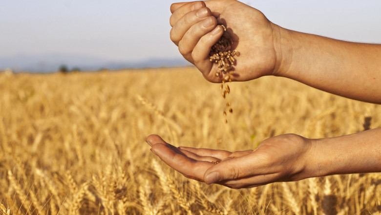 В Добруджа: Пшеницата е в добро състояние, но край морето има спешна нужда от дъжд