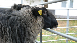 Предложение: Да се улесни подпомагането за местните породи овце