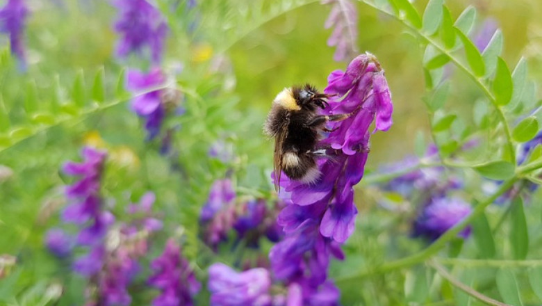 Учени: Пчелите планират събирането на нектар
