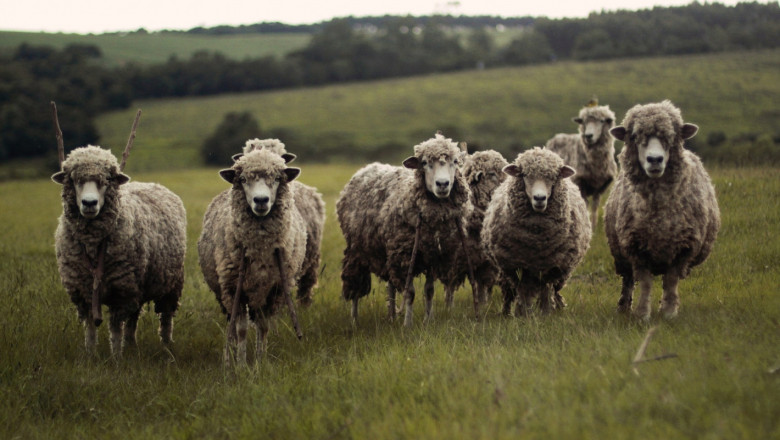 НОКА предлага минимум 30 евро на овца за хуманно отношение