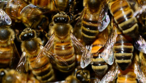 Заради топлата зима: Пчелите вече носят прашец от цъфналия дрян!