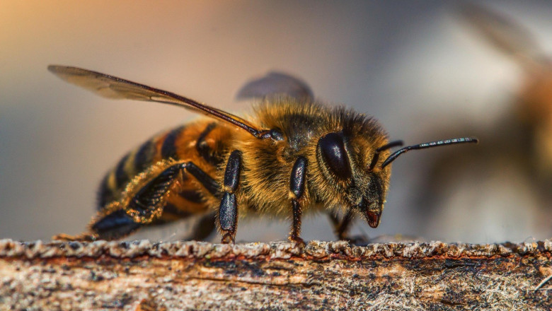 Новите интервенции за пчеларите - за какво всъщност става дума?