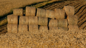 Окончателен анализ на добивите в зърнопроизводството за 2020 г. - Снимка 1