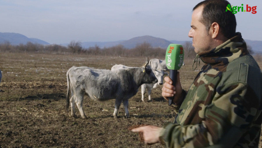 Рогата на Българското сиво говедо не са за подценяване - Снимка 2